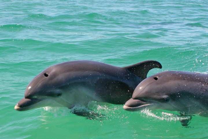 Dolphin